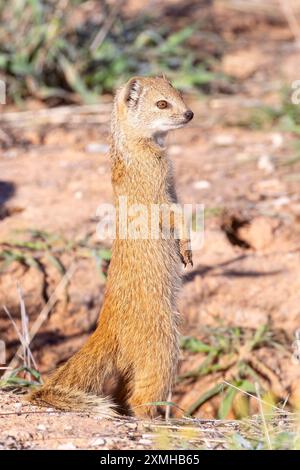 Mongoose jaune (Cynictis penicillata) debout sur les pattes arrière à l'affût de la tanière, Kalahari, Cap Nord, Afrique du Sud Banque D'Images