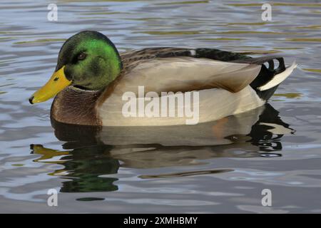 Themenfoto : Natur, Lebewesen, Tier, Vogel, Stockente, Erpel, 27.07.2024 Ein farbenpraechtier Erpel der Stockente Themenfoto : Natur, Lebewesen, Tier, Vogel, Stockente, Erpel, 27.07.2024 *** photo présentée nature, créature vivante, animal, oiseau, colvert, drake, 27 07 2024 Un drake coloré du colvert a présenté photo nature, créature vivante, animal, oiseau, colvert, drake, 27 07 2024 Copyright : xAugstx/xEibner-Pressefotox EP jat Banque D'Images