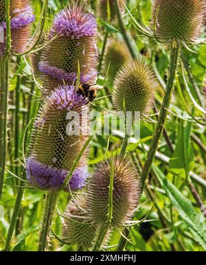 Bourdon sur Dipsacus fullonum, teasel commun Banque D'Images