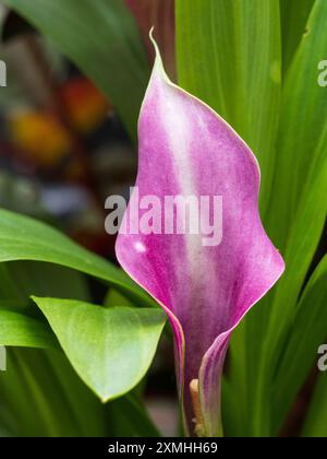 Une seule spathe de l'hybride de lys de calla mi-robuste, Zantedeschia ; Velvet de raisin' Banque D'Images