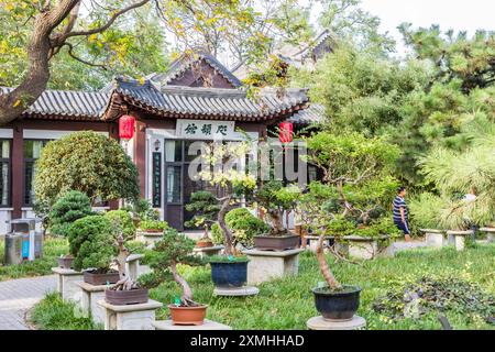 Bonsaï dans le parc aquatique Shuishang de Tianjin, Chine Banque D'Images