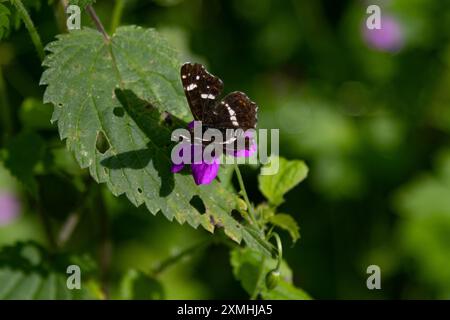 Schmetterlinge in der Natur Schmetterling Landkärtchen, Araschnia Levana, Edelfalter, fotografiert am 26. Juli 2024 im Harz en Saxe Anhalt Stolberg Saxe Anhalt Deutschland FH0A1073 *** papillons dans la nature papillon Landkärtchen, Araschnia Levana, papillon noble, photographié le 26 juillet 2024 dans les montagnes du Harz en Saxe Anhalt Stolberg Saxe Anhalt Allemagne FH0A1073 Banque D'Images