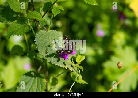 Schmetterlinge in der Natur Schmetterling Landkärtchen, Araschnia Levana, Edelfalter, fotografiert am 26. Juli 2024 im Harz en Saxe Anhalt Stolberg Saxe Anhalt Deutschland FH0A1071 *** papillons dans la nature papillon Landkärtchen, Araschnia Levana, papillon noble, photographié le 26 juillet 2024 dans les montagnes du Harz en Saxe Anhalt Stolberg Saxe Anhalt Allemagne FH0A1071 Banque D'Images