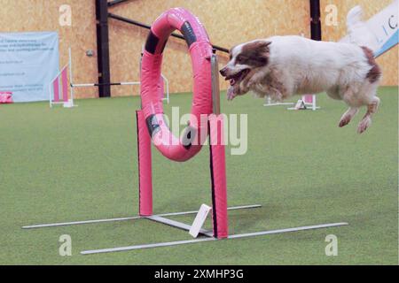 Chien Border Collie blanc et brun, femelle, sautant à travers un anneau d'agilité et ayant l'air heureux Banque D'Images