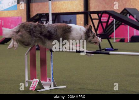 Un chien adulte, femelle, rouge et blanc merle, Border Collie, sautant par-dessus une haie sur un circuit d'agilité intérieur Banque D'Images