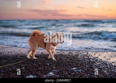 Le chien rouge shiba inu marche sur la plage de la mer Baltique pendant le coucher du soleil Banque D'Images