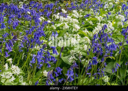 Bluebells et ail sauvage fleurissent ensemble au printemps Banque D'Images