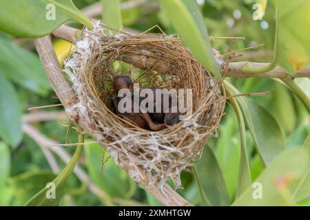 Les oiseaux nichent sur un arbre arboré avec deux petits oiseaux. Banque D'Images