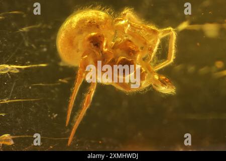 Araignée en toile d'araignée (Theridiidae) emprisonnée dans l'ambre Baltique Banque D'Images