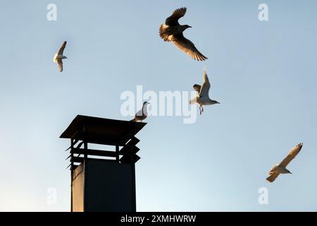 Mouette sur la cheminée et dans le ciel. Banque D'Images