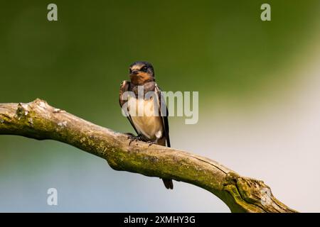 Hirondelle de grange (Hirundo rustica) assise sur une branche d'arbre Banque D'Images