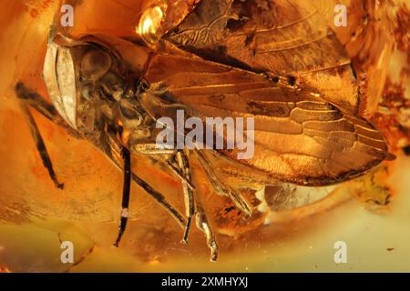 Planthopper emprisonné dans l'ambre Baltique Banque D'Images