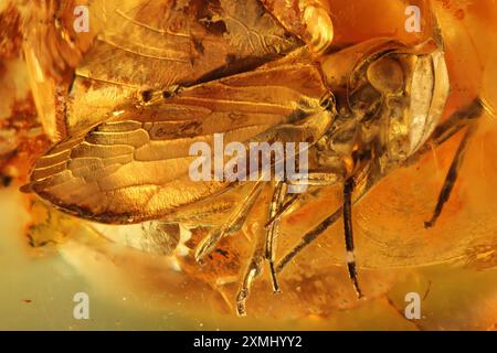 Planthopper emprisonné dans l'ambre Baltique Banque D'Images