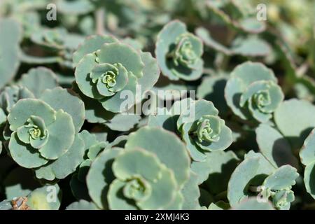 Succulent motif de feuilles rondes en gros plan Banque D'Images