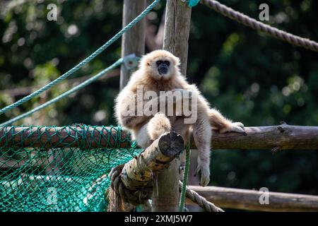 Le Gibbon à mains blanches, originaire d'Asie du Sud-est, est un primate agile connu pour son chant distinctif et balançant à travers les arbres. Il mange principalement fr Banque D'Images