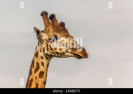 Girafes dans le parc national de Murchison Falls, Ouganda Banque D'Images