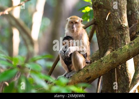 Singe sauvage avec bébé nouveau-né. Macaque à longue queue dans la jungle. Animal de la forêt tropicale. Mère singe allaitant son enfant. Banque D'Images