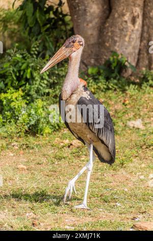 Cigogne de Marabou (Leptoptilos crumenifer) dans le parc national des chutes de Murchison, Ouganda Banque D'Images