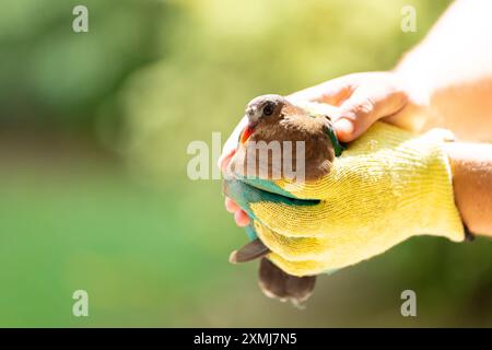 Sauvetage d'animaux. Bénévole aidant l'oiseau blessé. Famille avec enfant sauvant un animal malade en danger. Libération des oiseaux après aide vétérinaire et traitement. Banque D'Images