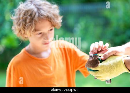 Sauvetage d'animaux. Bénévole aidant l'oiseau blessé. Famille avec enfant sauvant un animal malade en danger. Libération des oiseaux après aide vétérinaire et traitement. Banque D'Images