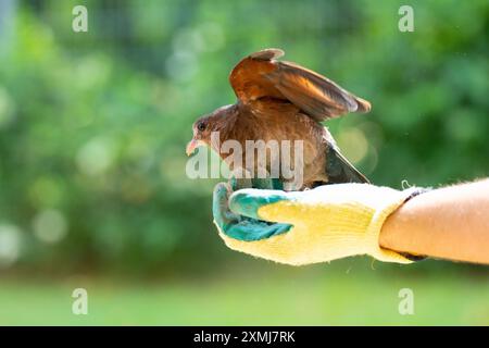 Sauvetage d'animaux. Bénévole aidant l'oiseau blessé. Famille avec enfant sauvant un animal malade en danger. Libération des oiseaux après aide vétérinaire et traitement. Banque D'Images