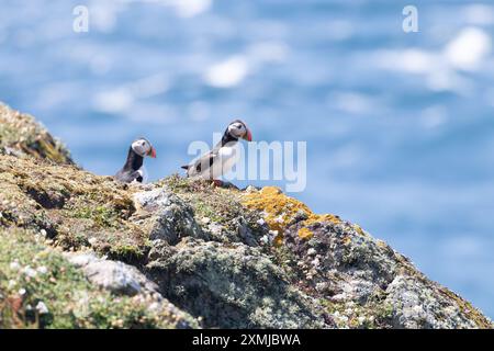 Puffin sur la réserve naturelle nationale de l'île Skomer, pays de Galles, Royaume-Uni. Banque D'Images