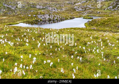 Lac pittoresque sur l'île de Runde dans l'archipel de Sørøyane, Herøy, Norvège Banque D'Images