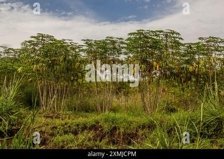 Plantation de manioc dans la région des lacs de cratère près de Fort Portal, Ouganda Banque D'Images
