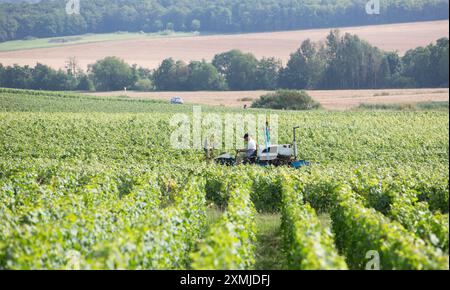 les vignes sont taillées sur tracteur à cheval dans la zone de chamapgne près d'epernay et reims en france Banque D'Images