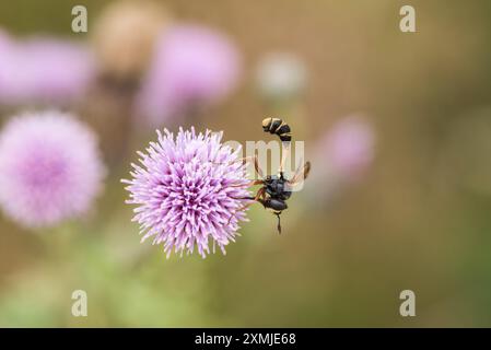 Une mouche conopide perchée, une grignoteuse d'abeilles (Physocephala rufipes) sur Chobham Common, Surrey Banque D'Images