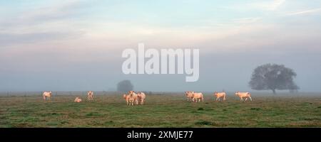 Vaches blanches au lever du soleil le matin brumeux dans la prairie près de la rivière Aisne entre Charleville mezières et Reims en champagne ardenne Banque D'Images