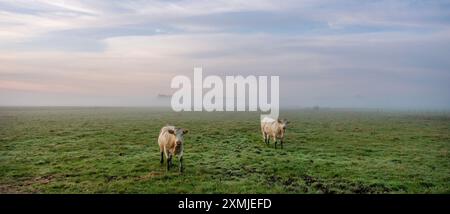 Vaches blanches au lever du soleil le matin brumeux dans la prairie près de la rivière Aisne entre Charleville mezières et Reims en champagne ardenne Banque D'Images