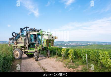 les vignes sont taillées sur tracteur à cheval dans la zone de chamapgne près d'epernay et reims en france Banque D'Images