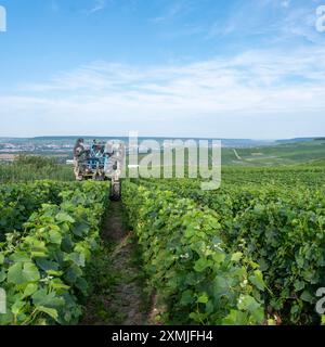 les vignes sont taillées sur tracteur à cheval dans la zone de chamapgne près d'epernay et reims en france Banque D'Images