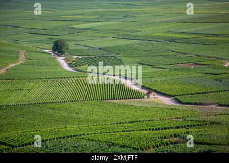 vignobles d'été dans la région champennoise entre reims et epernay en france Banque D'Images