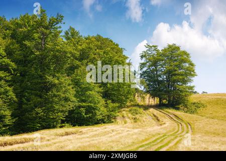 paysage d'été. sentier de montagne à travers le champ tourne vers le ciel à midi élevé Banque D'Images