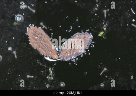 Gros plan les œufs de moustiques éclosent dans l'eau. Banque D'Images