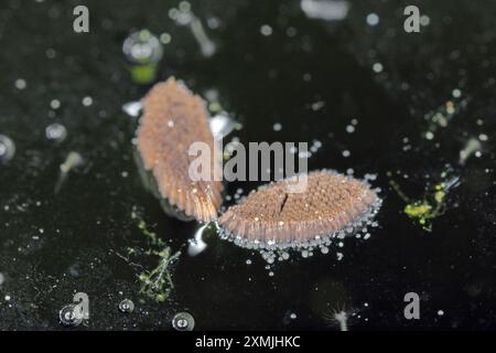 Gros plan les œufs de moustiques éclosent dans l'eau. Banque D'Images