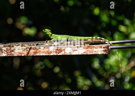 Un basilic vert a été observé. Ces lézards, également connus sous le nom de «lézards Jésus», sont couramment trouvés dans les forêts tropicales humides d'Amérique centrale, partic Banque D'Images