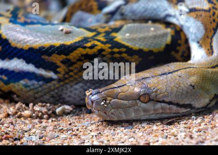 Un Python réticulé a été observé. Connu pour ses motifs géométriques complexes et sa taille impressionnante, ce grand serpent se trouve couramment dans le sud-est de l'AS Banque D'Images