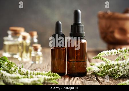 Deux bouteilles compte-gouttes marron d'huile essentielle d'aromathérapie avec une plante de menthe poivrée fraîche fleurie Banque D'Images