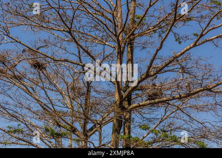 Les cigognes de Marabou (Leptoptilos crumenifer) et leurs nids à Entebbe, Ouganda Banque D'Images