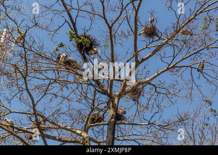 Les cigognes de Marabou (Leptoptilos crumenifer) et leurs nids à Entebbe, Ouganda Banque D'Images