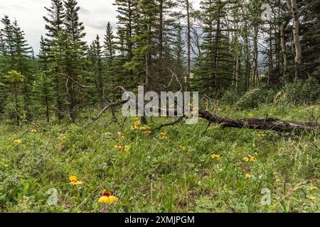 Rudbeckia triloba, susan aux yeux bruns vu dans le parc national de Banff pendant l'été avec des morts, tombés sur un arbre dans la région sauvage. Banque D'Images