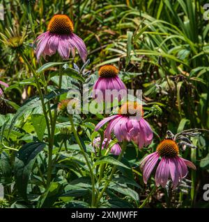 fleurs de cône dans un jardin Banque D'Images