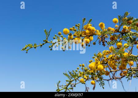 Gros plan de fleurs d'acacia jaunes sur Thorny Branch Banque D'Images