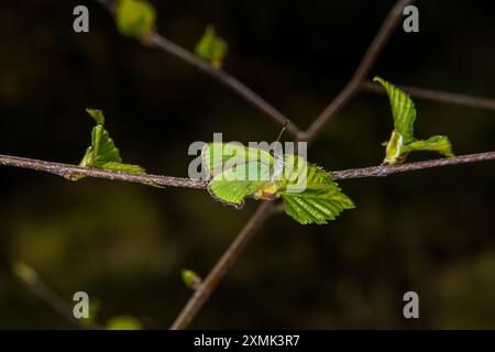 Callophrys rubi famille Lycaenidae genre Callophrys Green hairstreak papillon nature sauvage photographie d'insectes, image, papier peint Banque D'Images