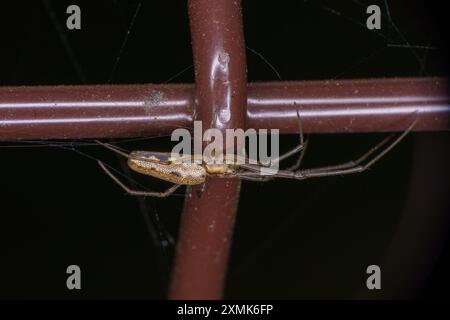 Tetragnatha montana Family Tetragnathidae genus Tetragnatha Silver stretch Spider nature sauvage photographie d'insectes, image, papier peint Banque D'Images