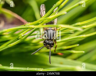 Gros plan de guêpe assise sur des feuilles de plantes de jardin Banque D'Images