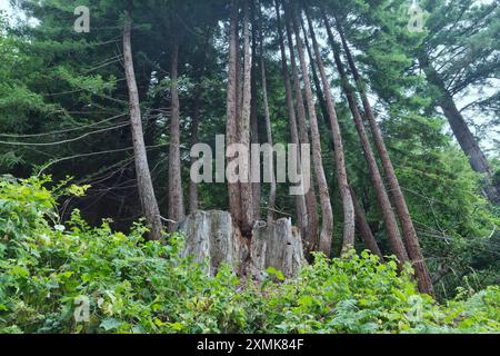 Stump de séquoia, pousses matures, (arbre parent), poussant à partir de souches, Sequoia sempervirens, comté de Del Norte, Banque D'Images